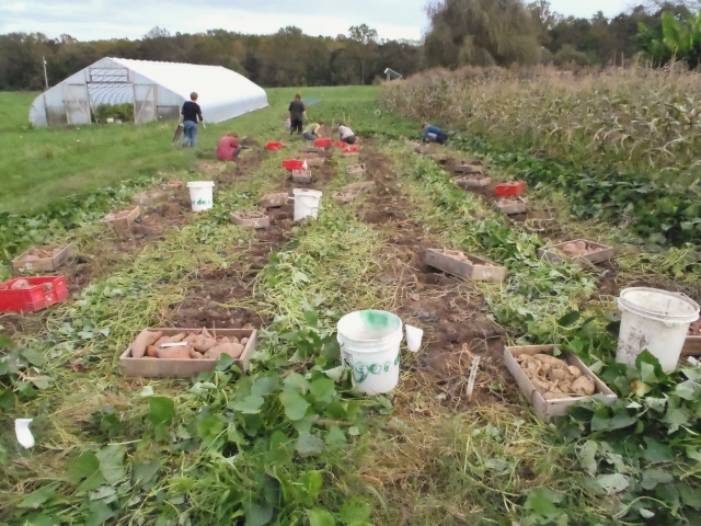 Linn Acres Farm: The Harvest: Sweet Potatoes in Grow Bags