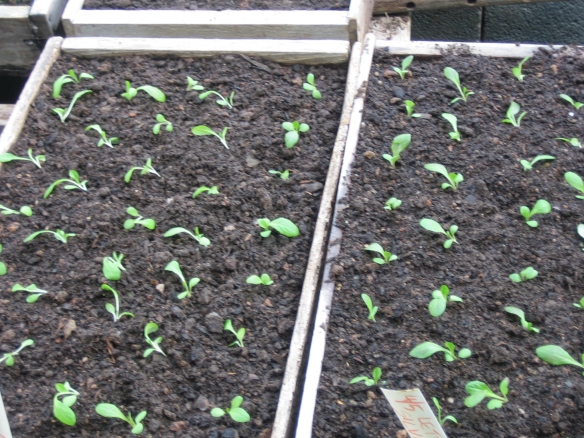 New flats of lettuce seedlingsCredit Kathryn Simmons