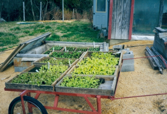 One year we tried soil blocks for early lettuce transplants, shown here on our custom-made cart