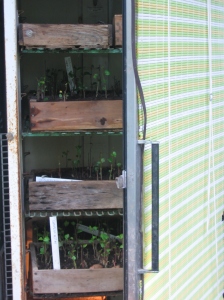Growing sweet potato slips in a germinating cabinet. Credit Kathryn Simmons