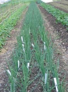 A bed of various varieties of onions. Credit Kathryn Simmons
