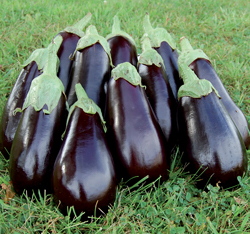 Florida High Bush eggplant from Seed Savers Exchange