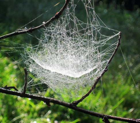 Fall spiderweb photo from Ezra's blog ObserVA